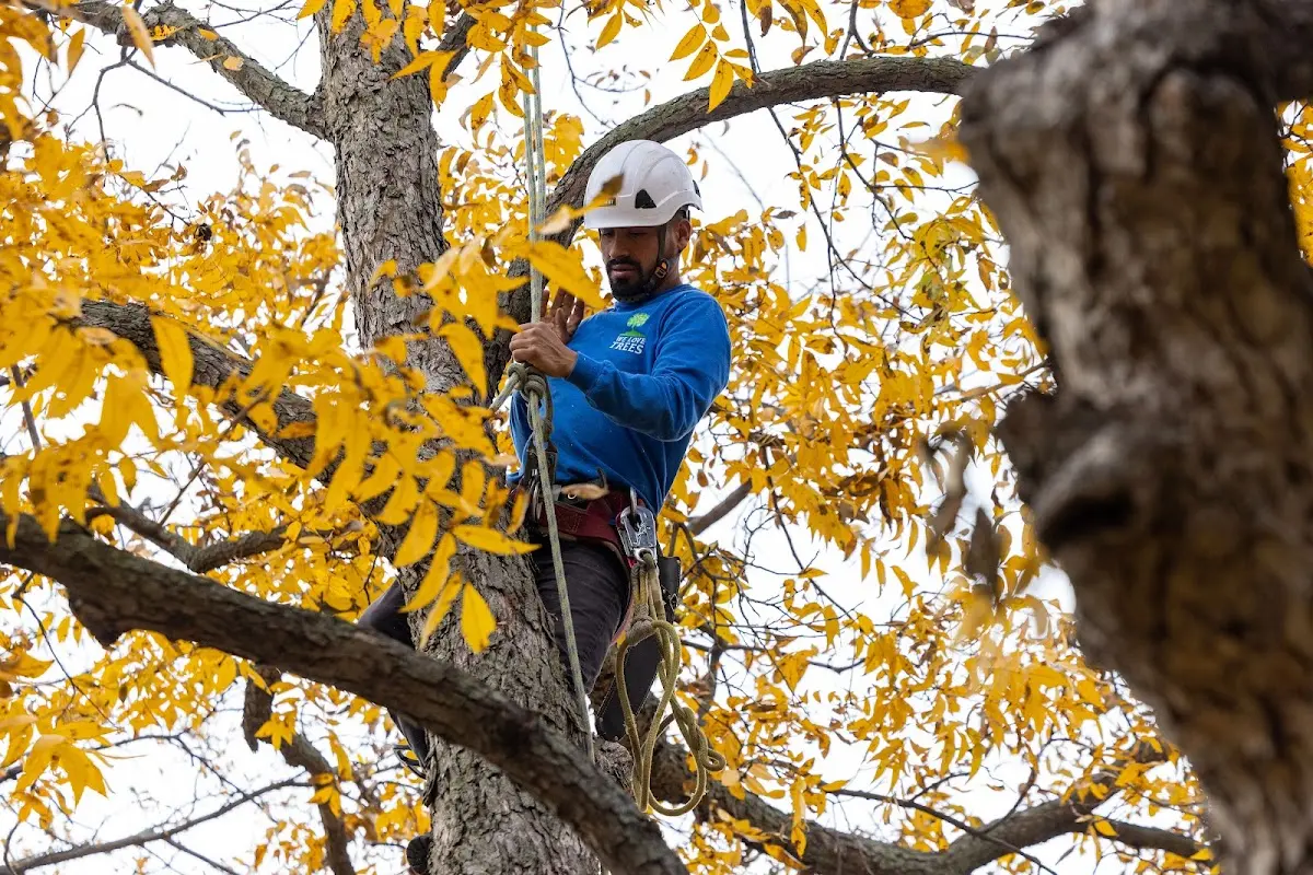Skilled Storm Damage Cleanup crew working in Thornton
