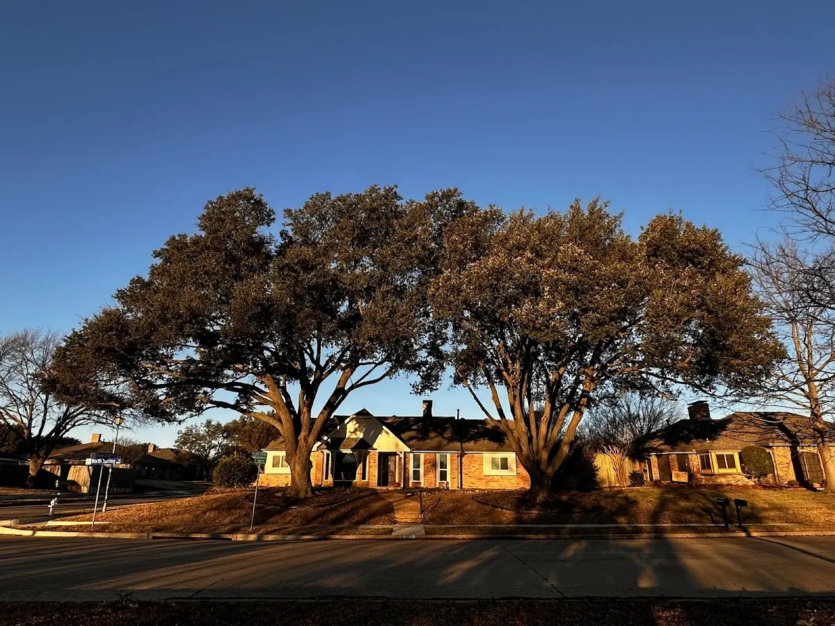 Established residential canopy tree shading a home in Thornton