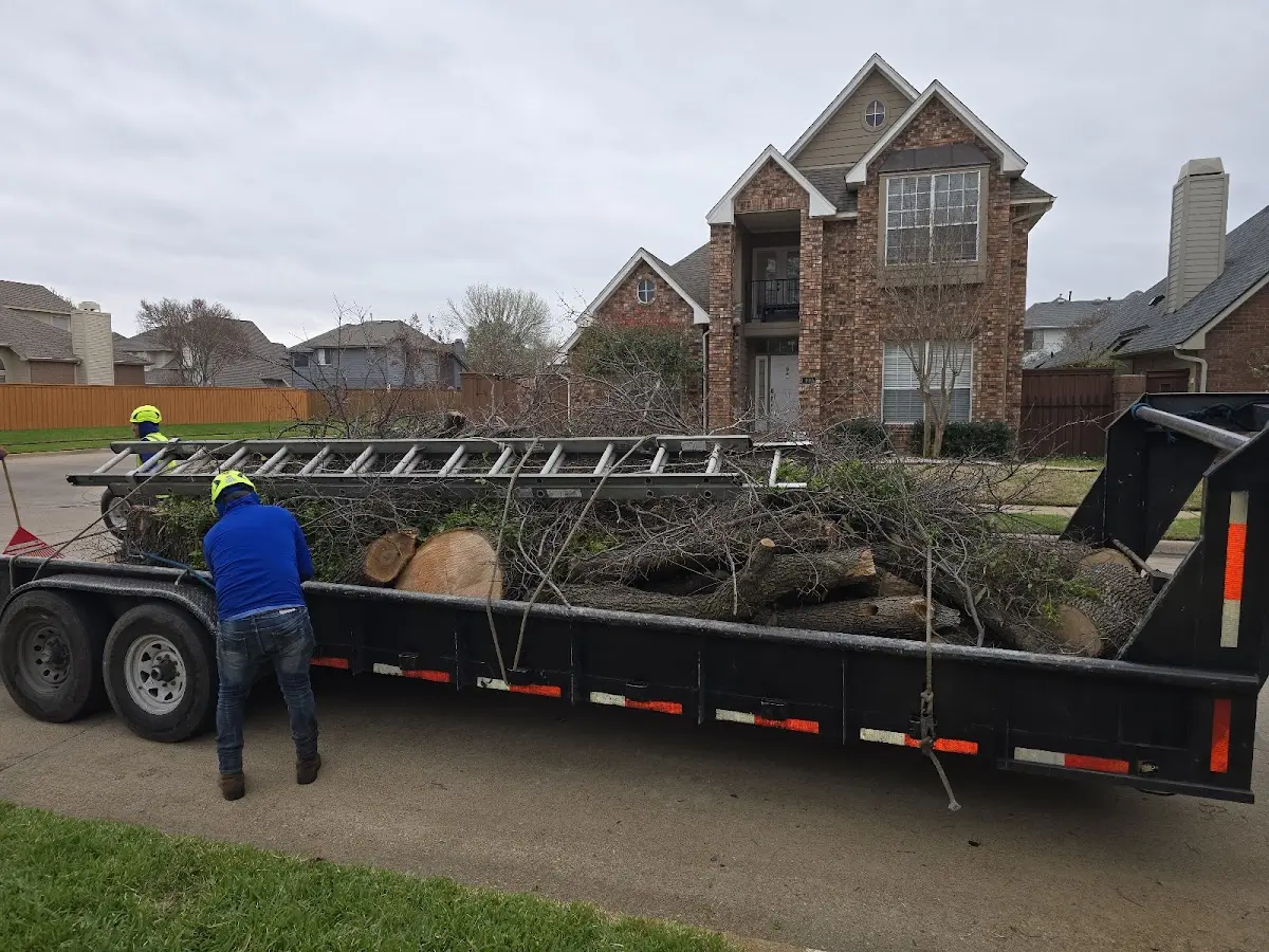 Expert Deadwooding with proper safety equipment in Thornton